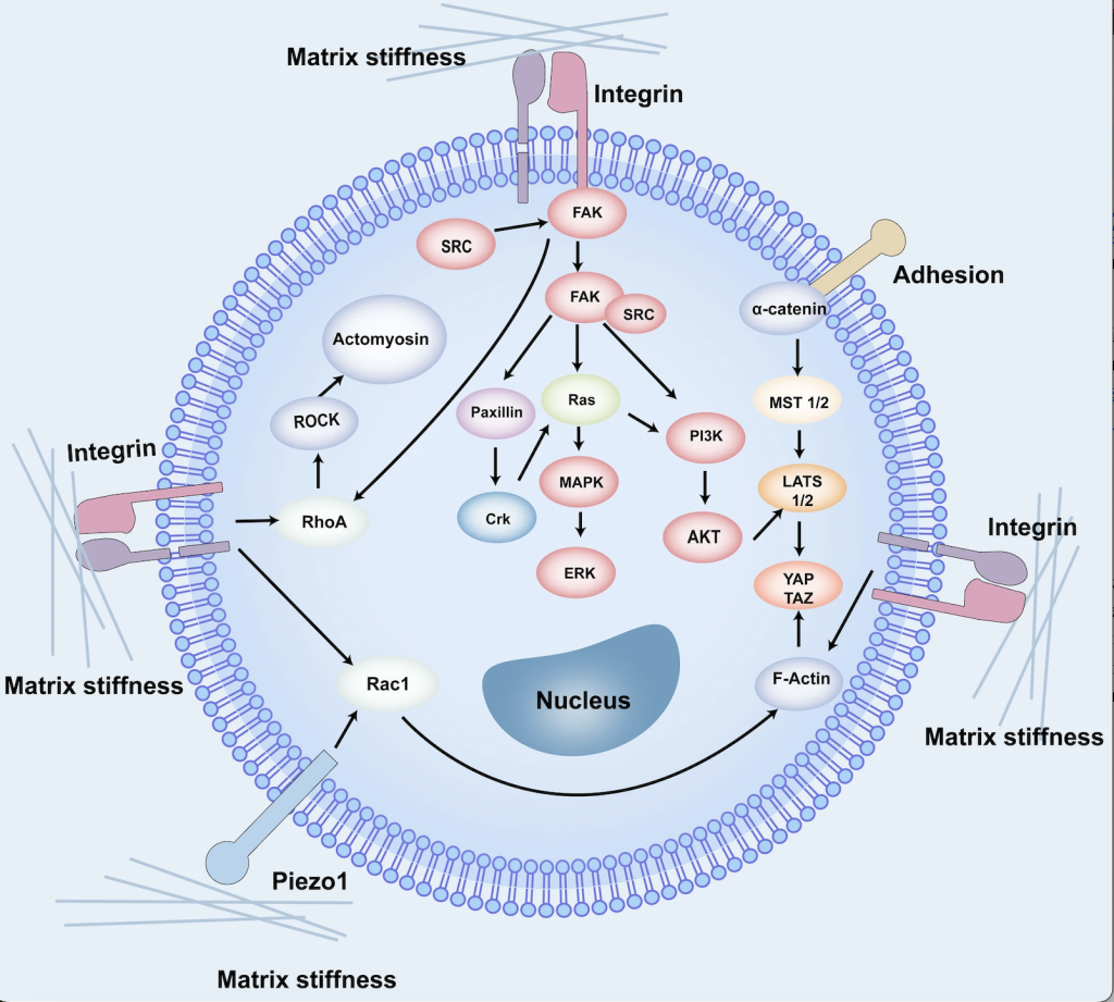 An image of a cell with genetic pathways shown being activated by mechanosensitive receptors on the surface.